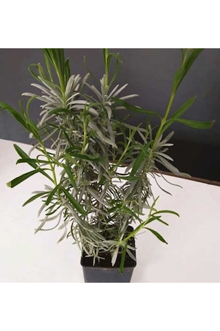 Angustifolia Lavanta Çiçeği Fidanı 10-20 Cm