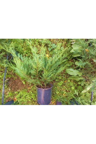 Yayılıcı Leylandi Cupressocyparis Leylandii Horizantelis 40-60 Cm 10 Adet