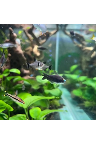 Shark Akvaryum Aydinlatma 4 Sira Osram Marka Ledli 566770147