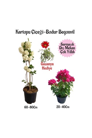 Kartopu Çiçeği 1 Adet+pembe Bodur Begonvil 1adet+kırmızı Gazanya Saksılı Bahçe Seti
