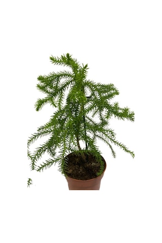 Arokarya Salon Çamı Saksı Hariç 15-25 Cm