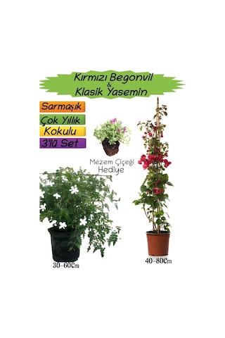 Kırmızı Renk Begonvil+kokulu Klasik Yasemin+mezem Çiçeği 3'lü Peyzaj Seti