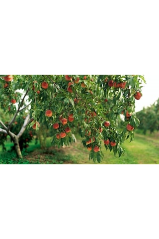 Saf Aminoasit 20 KG (Bitkiler Için) Suda Çözünür Toz