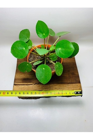 Pilea Salon Bitkisi Ke16