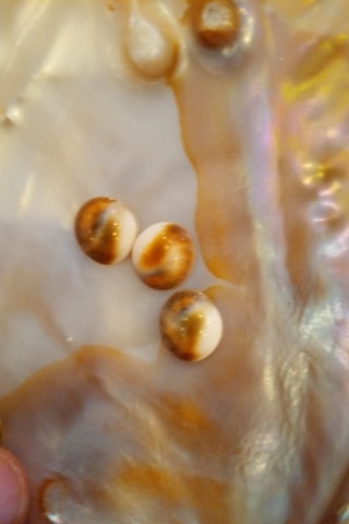 Yılancık Taşı Sifa Tası Canlı Yavru Dişi Ve Erkek Karışık 3 Adet 001