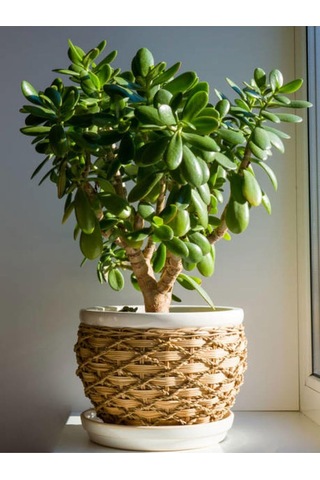 Para Çiçeği 20 40 Cm 1 Adet Saksılı İç Mekan Bitkisi Crassula Ovata