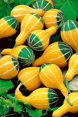 Minyatür Süs Kabağı Tohumu Pear Bicolor Gourd