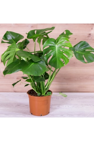 Çok Gövdeli İri Yapraklı Deve Tabanı - XL (Monstera Deliciosa)