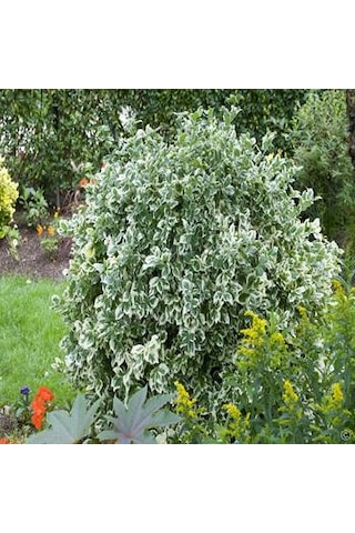 Alaca Taflan Fidanı 30-50 Cm Euonymus Japonica Variegata Da