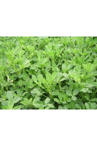 AGRodal Tarım Yonca Tohumu Elçi 3 KG Kaplanmış Tohum