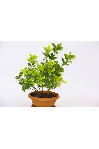 Bonsai Euonymus Japonica Aurea Ev Ofis Bitkisi