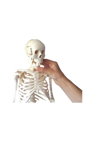 ECE İnsan İskeleti Modeli 85cm Eğitim Amaçlı Doğal Kemik Renginde
