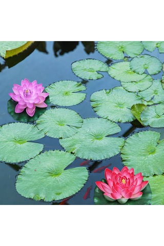 Hfambition 18cm Eva Sahte Lotus Çiçeği - Akvaryum, Havuz, Göl Dekorasyonu - Canlı Görünümlü, Su Üstünde Kayar, Dayanıklı