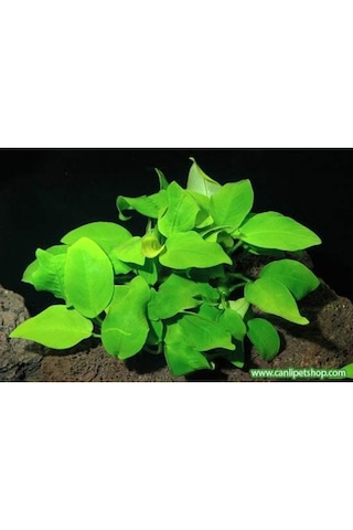 Anubias Barteri Var. Nana 1 Ad 4-5 Yaprak