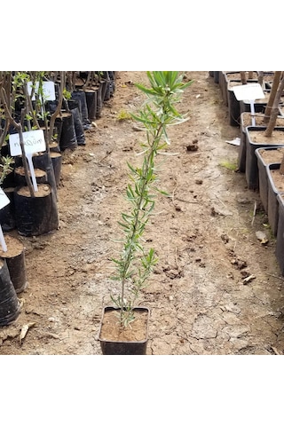 Saksıda Jumbo İri Taneli Sarı Gojiberry Fidanı