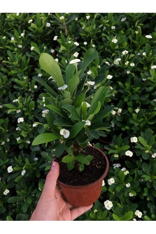 Videolu Beyaz Renk Dikenler Tacı Çiçekli Ithal Hollanda Milli Saksılı Kaktüs White Euphorbia