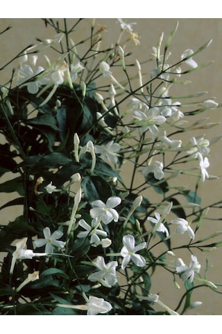 Videolu Arap Yasemini Yasemin Fidanı 40 60 Cm 1 Adet Saksılı/tüplü Rhyncospermum Jasminoides