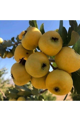 İri Meyveli Aşılı Sarı BELEN Alıç Fidanı, Tüplü