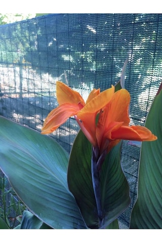 Canna İndica Kanna Tespih Çiçeği Fidanı Turuncu 10-20 Cm