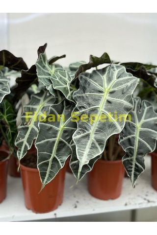 2 Gövdeli Fil Kulağı 50-60cm (Melek Kanadı - Alocasia Amazonica P