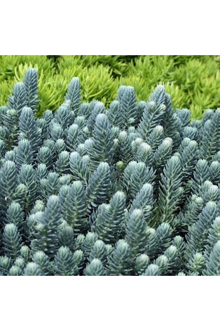 Sedum Reflexum 'blue Spruce' - 5 Adet Yer Örtücü Sukulent