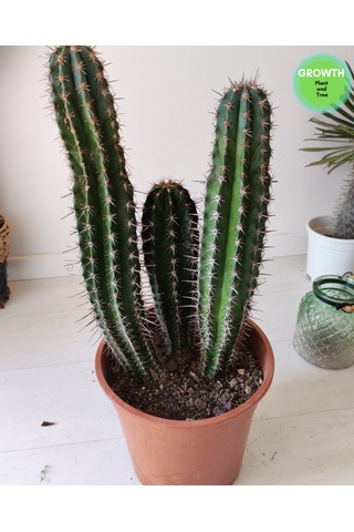Abarginum Kaktüs 43cm 1 Adet