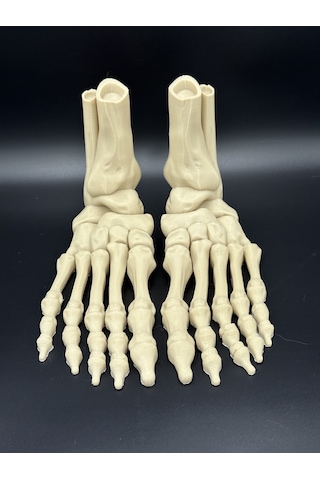 Anatomi - İskelet Çift Ayak - Dekorasyon Doğru Detay