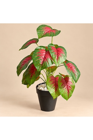 Yapay Islak Doku Caladium Bitkisi 50cm Kırmızı Yeşil Saksılı Yapay Islak Doku Caladium Bitkisi 50cm Kırmızı Yeşil Saksılı