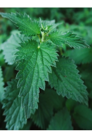 250 Gram İlaçsız Taze - Yaş Toplanmış Organik Isırgan Otu