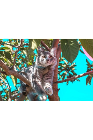Ağaçtaki Kedi Kanvas Tablo