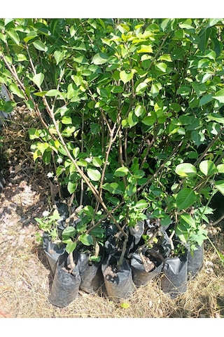 Yeşil Deniz Fidancılık Tüplü Williams Armut Fidanı 100-150 Cm