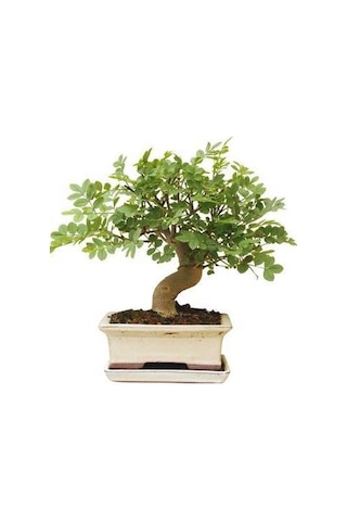 Bodur Dişbudak Bonzai Ağacı Tohumu 5 Tohum + Bonsai Tohumu