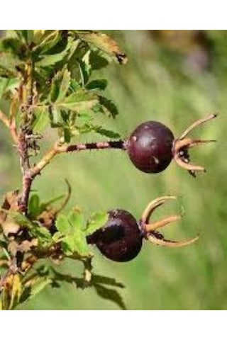 Siyah Kuşburnu Fidanı - 50 70 Cm Rosa Pimpinellifolia Saksılı