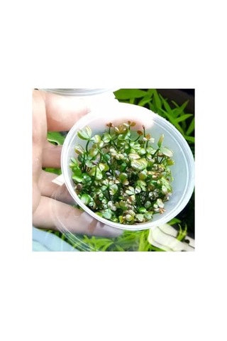 Marsilea Hirsuta In Vitro Canlı Bitki
