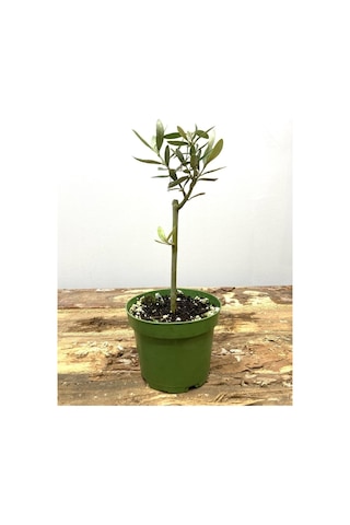 Bonsai Zeytin Fidesi 25 50 Cm 1 Adet Tüplü Dış Mekan Bitkisi