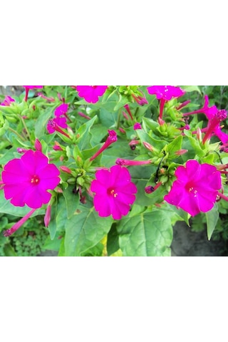 Akşam Sefası (Mirabilis jalapa)