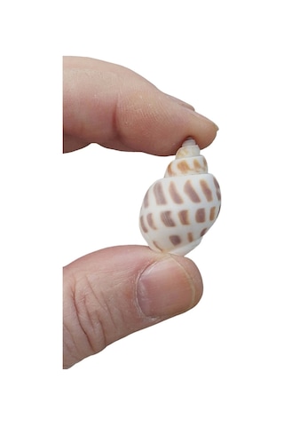 Pozitif Doğal Taş Junonia Shell Deniz Kabuğu 10'lu