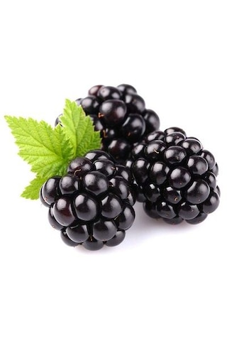 Tüplü Yediveren Böğürtlen Rubus Fruticosus Fidanı