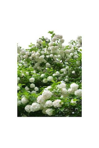 Videolu Kartopu Çiçeği Fidanı 1 Adet 30-60cm Saksılı\tüplü Viburnum