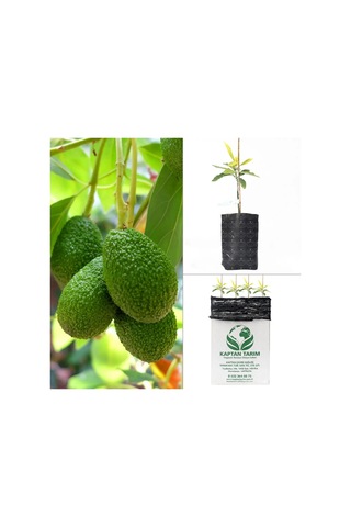 Storeşahin Aşılı Hass Avokado Fidanı 4 Adet Shn0720
