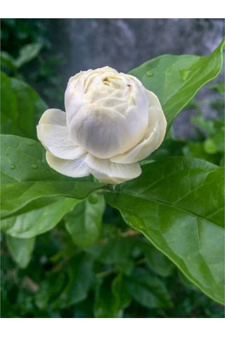 Katmerli Ful Yasemin Çiçeği 70 90 Cm 1 Adet Saksılı Çiçekli Dış Mekan Bitkisi Jasminum