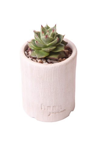 Echeveria Matador - Sukulent Haangarden
