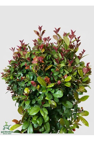 Evgenya Çalısı Tüplü/saksılı 50-70cm Bahçe Ağacı 1 Adet Eugenia Etna Fire