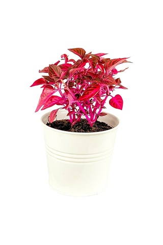 Serada Decor Plant İresine Herbstii - Çingene Şalvarı Bitkisi Büyük Saksılı 40-50 Cm