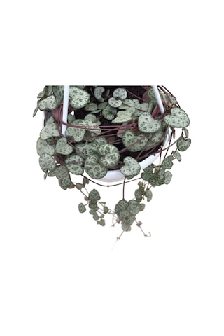 Ceropegia Woodii Kalp Kalbe Karşı Çiçeği Ø14 Cm Y25-30 Cm