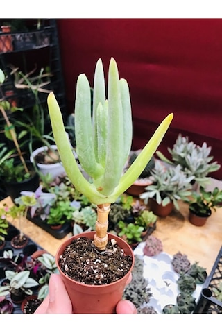 Cheiridopsis Namaquensis Sukulent Özel Tür