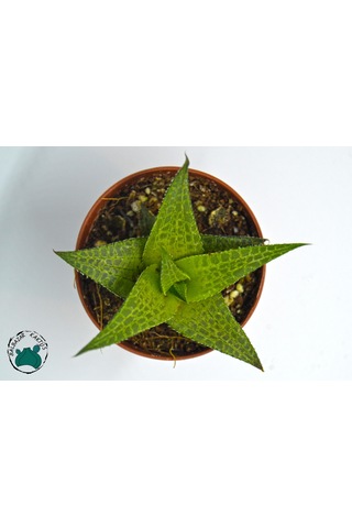 Haworthia Venosa 'Tessellata' (Sukulent) Ø5,5 CM Y0-10 CM