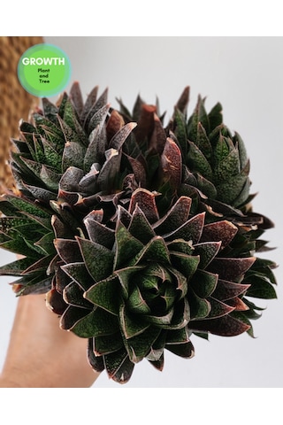 Gasteria Flow Group 1 Adet