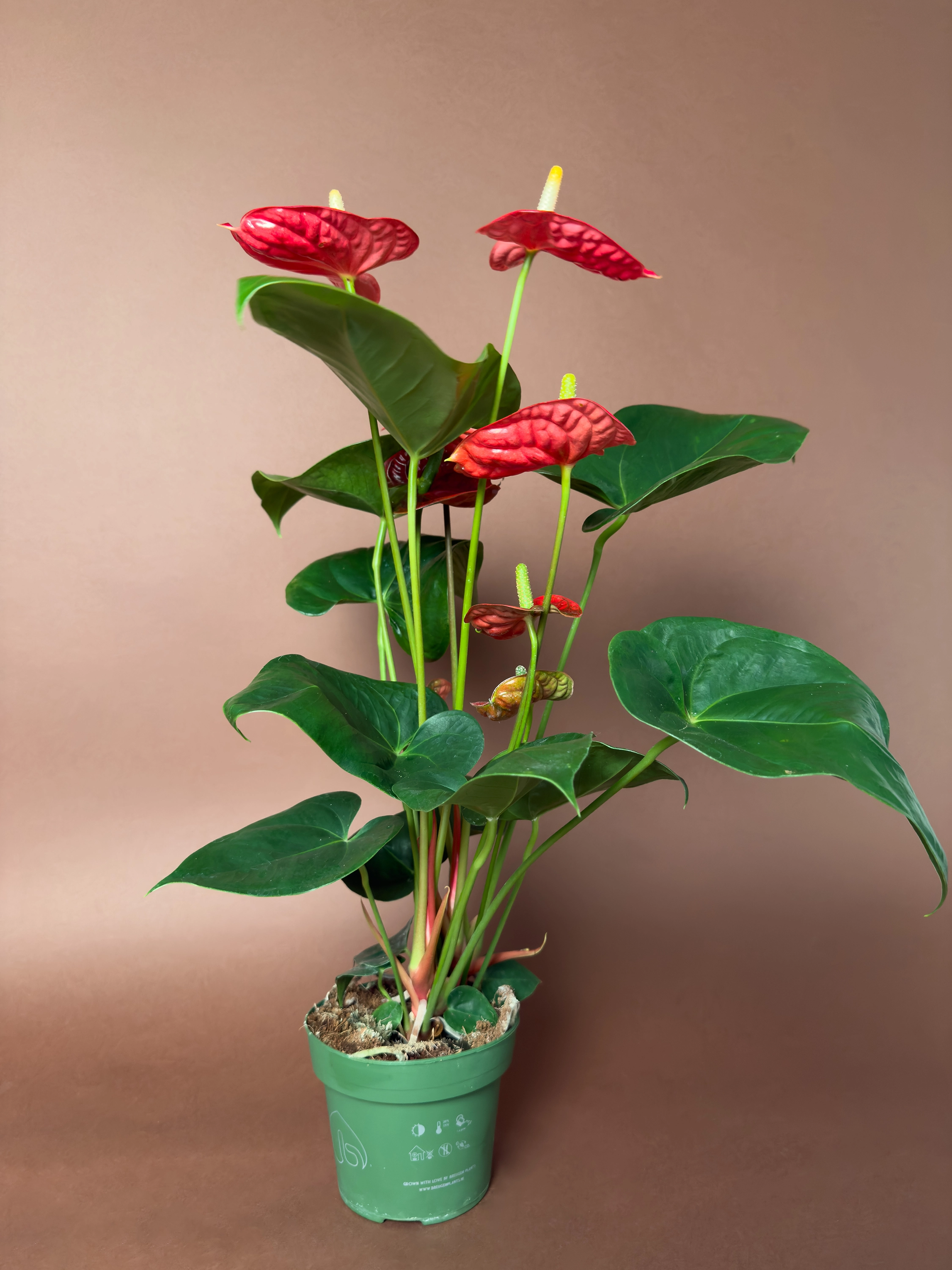 Büyük Boy Kırmızı Antoryum Anthurium Andraeanum 50 Cm Dik Formlu Ve Bol Çiçekli