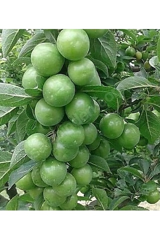 Papaz Eriği 100-140 Cm Tüplü